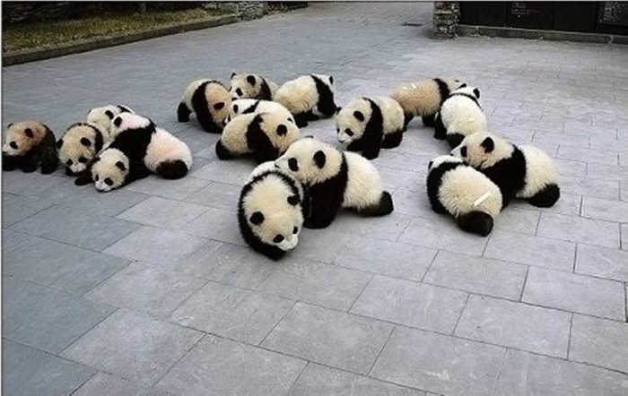 Cute-panda-babies